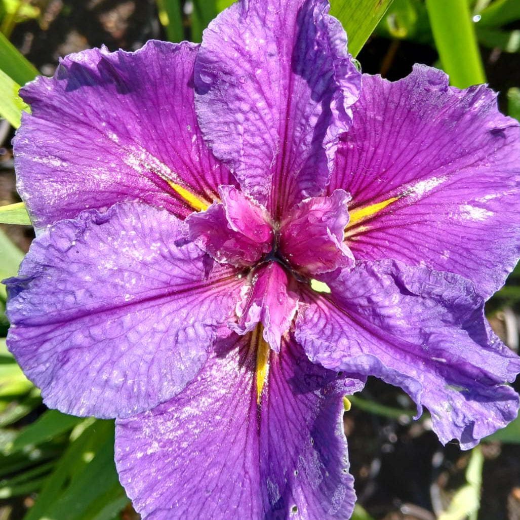 Louisiana Iris Inn Keeper