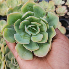Load image into Gallery viewer, Echeveria Seattle Blue
