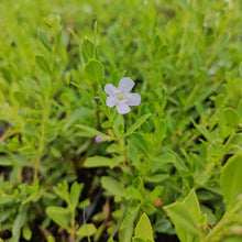 Load image into Gallery viewer, Freylinia White (3 Plants)
