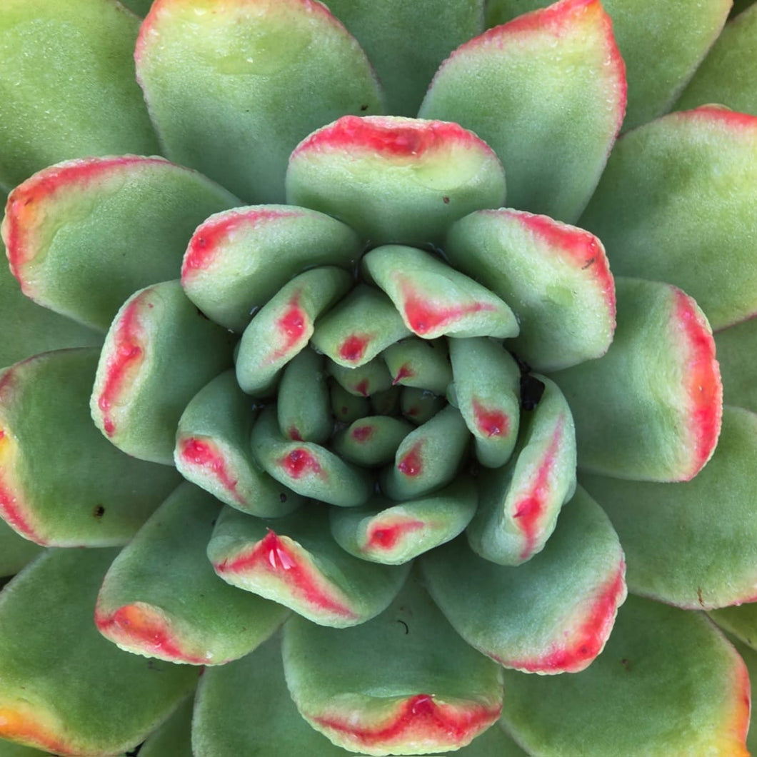 Echeveria pellucida (3 Plants)