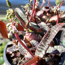 Load image into Gallery viewer, Ledebouria socialis  RARE
