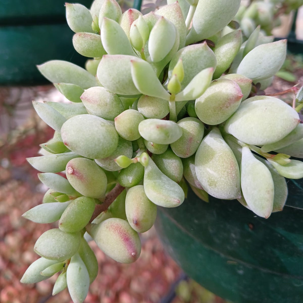 Cotyledon pendens (Cliff Cotyledon) (3 Plants)