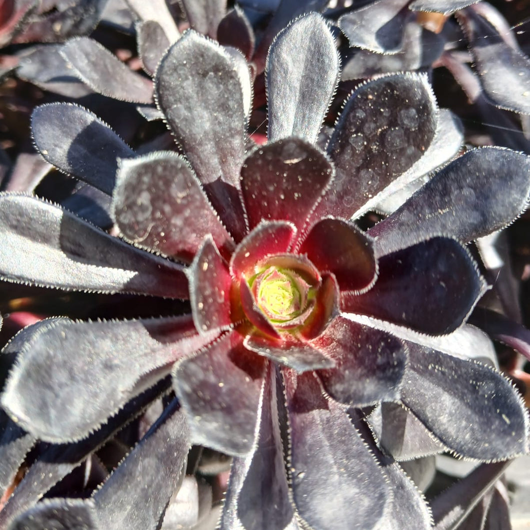 Aeonium Schwarzkopf (3 Plants)