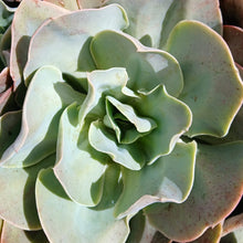 Load image into Gallery viewer, Echeveria Santa Fe&#39; (3 Plants)
