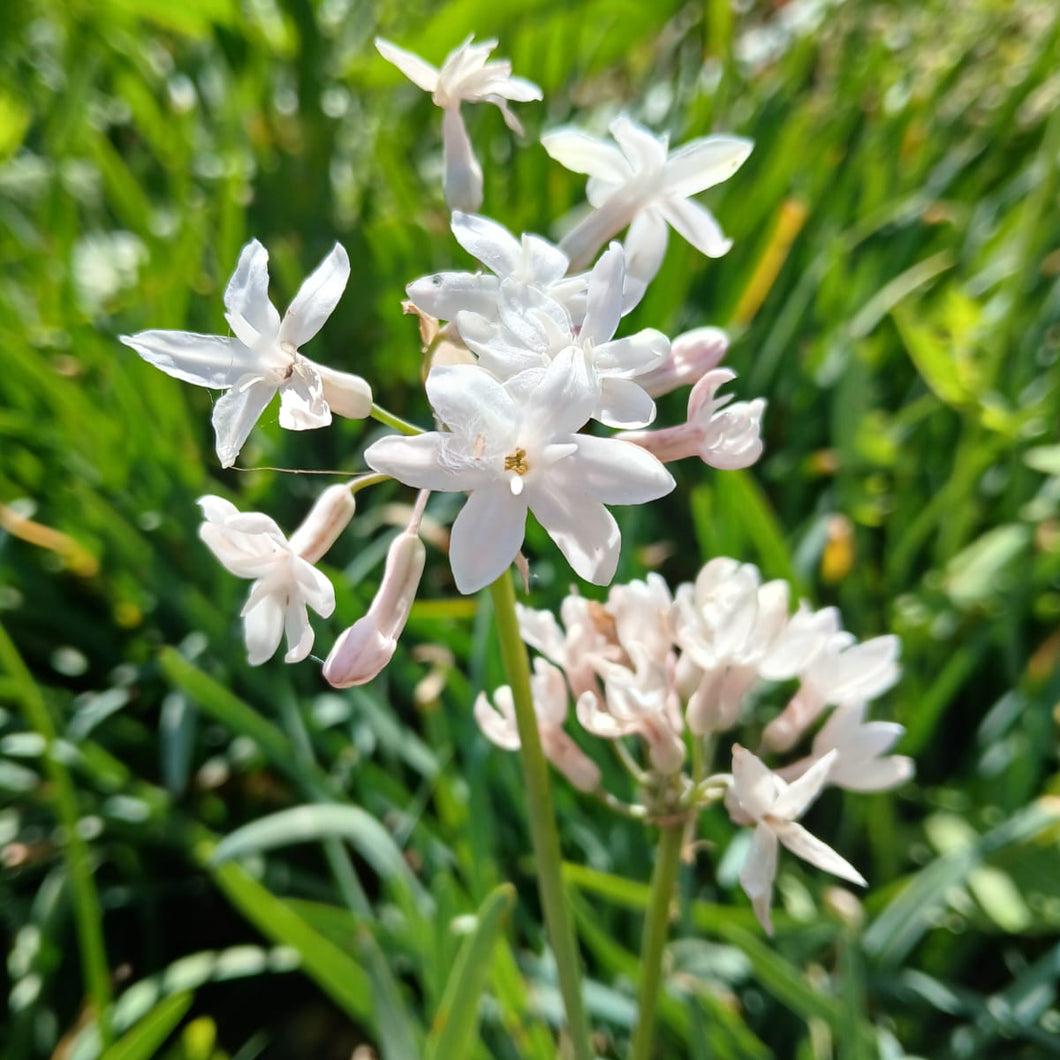 Tulbaghia violacea Pearl