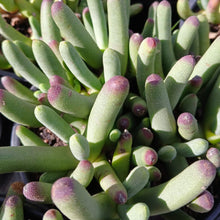 Load image into Gallery viewer, Cylindrophyllum comptonii (3 Plants)
