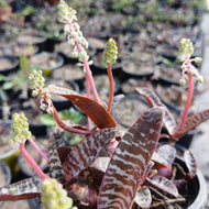 Ledebouria socialis