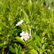 Load image into Gallery viewer, Freylinia White (3 Plants)
