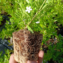 Load image into Gallery viewer, Freylinia White (3 Plants)
