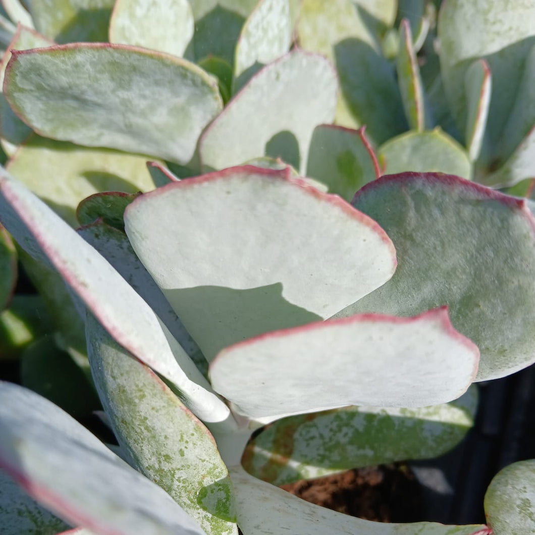 Cotyledon orbiculata -Silver Pads(3 Plants)