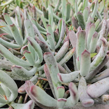 Load image into Gallery viewer, Cotyledon Hydra Noir (3 Plants)
