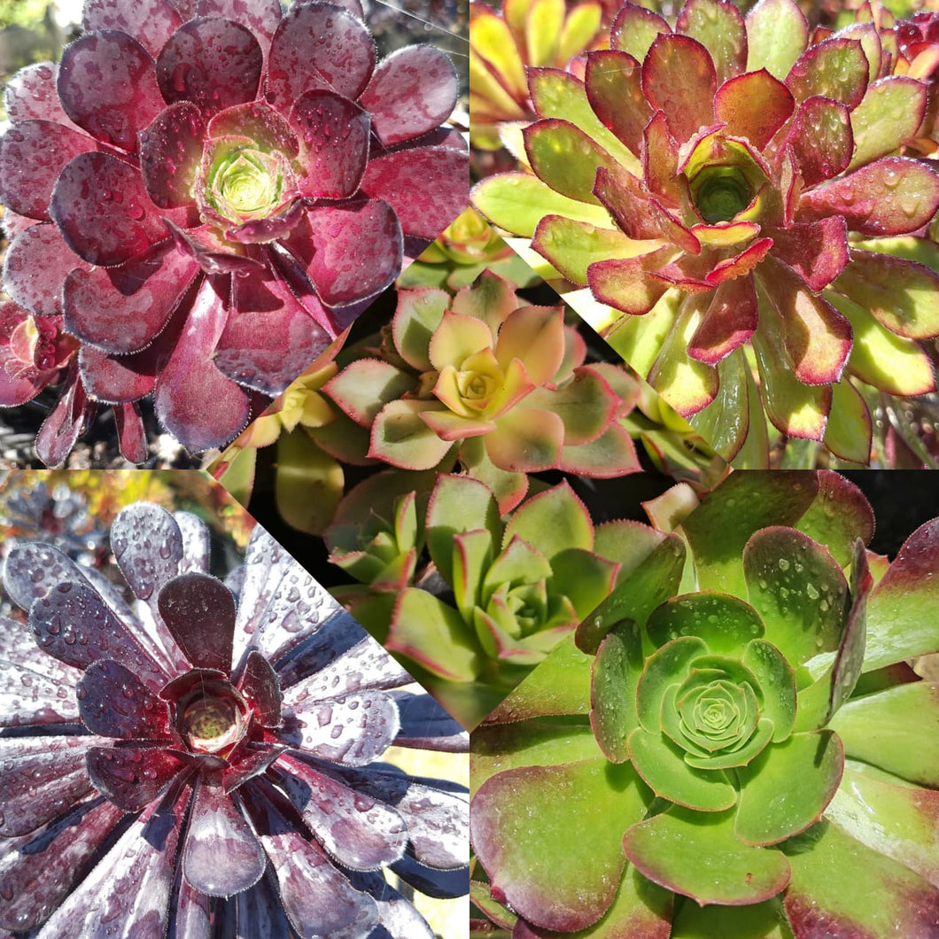 Aeonium Collection (15 Young Plants)