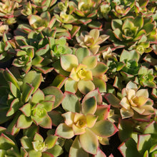 Load image into Gallery viewer, Aeonium Collection (15 Young Plants)
