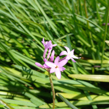 Load image into Gallery viewer, Tulbaghia violacea Kilimanjaro
