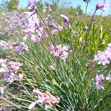Load image into Gallery viewer, Tulbaghia violacea Ashanti
