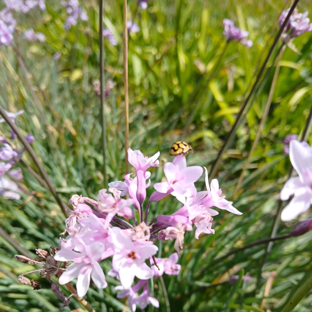 Tulbaghia violacea Ashanti