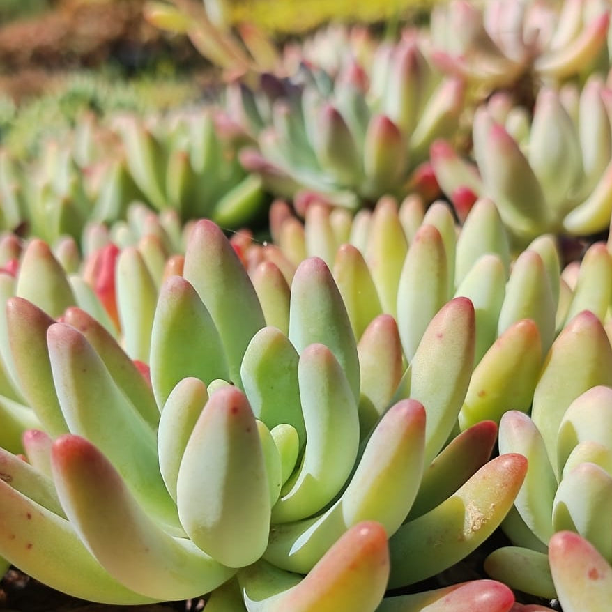 Sedum Fat Fred (3 Plants)