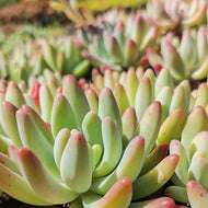 Sedum Fat Fred (3 Plants)