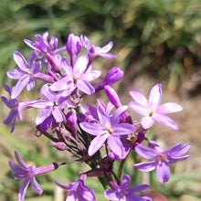 Load image into Gallery viewer, Tulbaghia violacea Kilimanjaro
