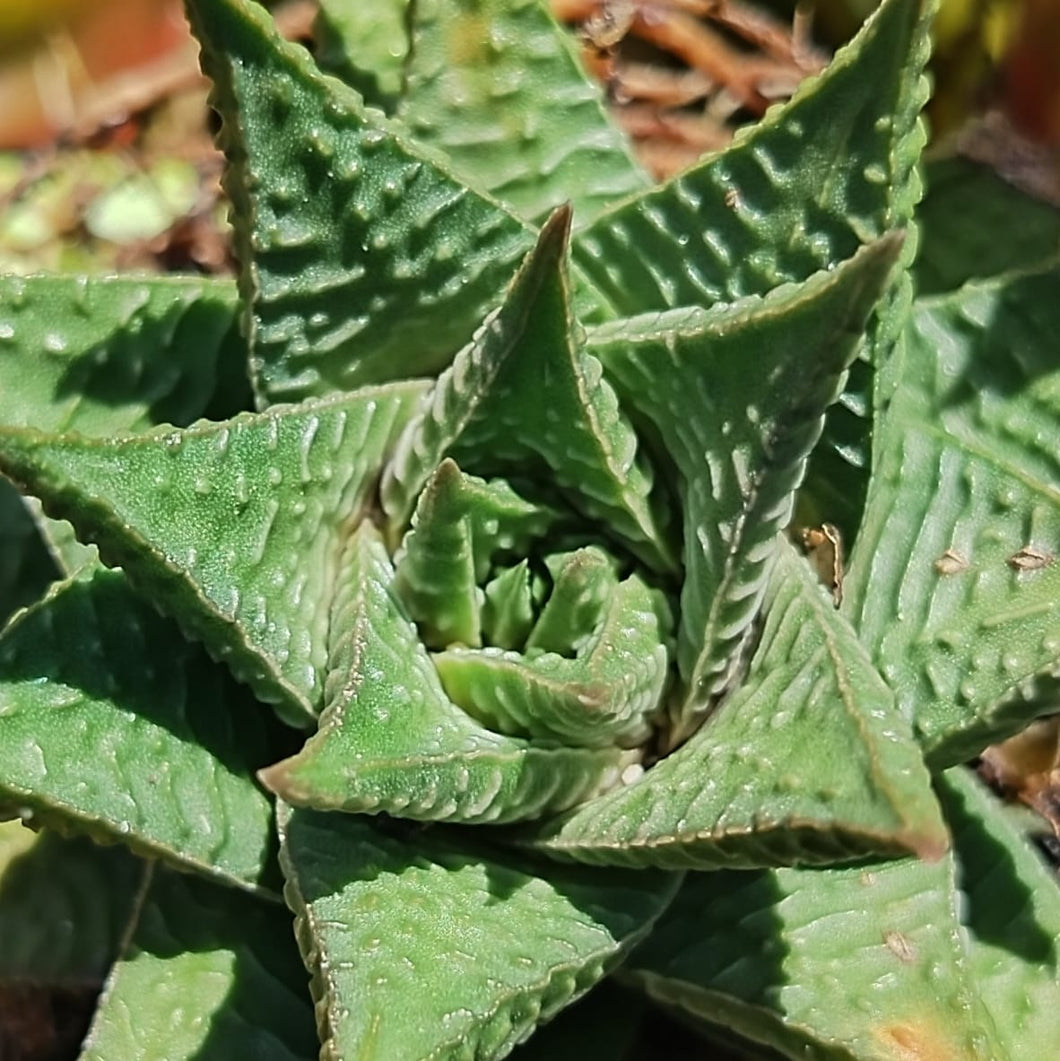 Haworthiopsis limifolia (1Plant)