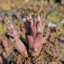 Load image into Gallery viewer, Orbea Variegata (3 Plants)
