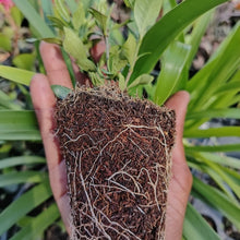 Load image into Gallery viewer, Gardenia Little sweetheart
