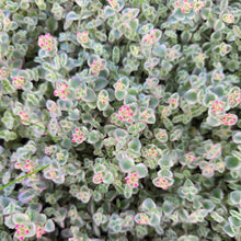 Load image into Gallery viewer, Crassula marginalis variegata (3 Plants)
