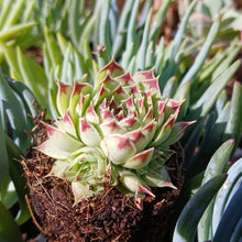 Load image into Gallery viewer, Sempervivum Greenii (3 Plants)

