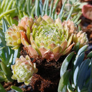 Sempervivum Purple Fluff (3 Plants)