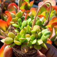 Anacampseros rufescens (3 Plants)
