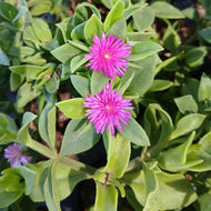 Aptenia cordifolia (3 Plants)