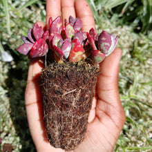 Load image into Gallery viewer, Kalanchoe Humilis (3 Plants)
