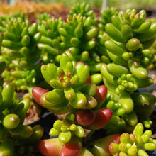 Load image into Gallery viewer, Sedum rubrotinctum Jelly Beans (3 Plants)
