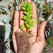 Load image into Gallery viewer, Sedum rubrotinctum Jelly Beans (3 Plants)
