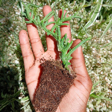 Load image into Gallery viewer, Crassula Rastafari (3 Plants)
