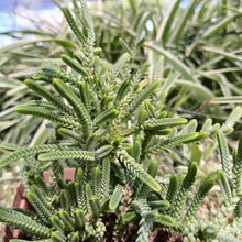 Load image into Gallery viewer, Crassula Rastafari (3 Plants)
