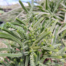 Load image into Gallery viewer, Crassula Rastafari (3 Plants)
