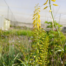 Load image into Gallery viewer, Aloiampelos tenuior yellow (3 Plants)
