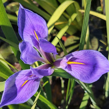 Load image into Gallery viewer, Louisiana Collection (3 Rhizomes)
