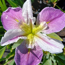 Load image into Gallery viewer, Louisiana Collection (3 Rhizomes)
