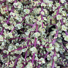 Load image into Gallery viewer, Portulacaria prostrata - variegata (3 Plants)
