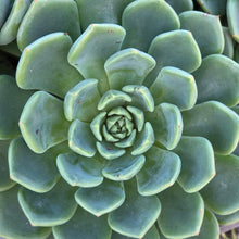 Load image into Gallery viewer, Echeveria Durango (3 Plants)
