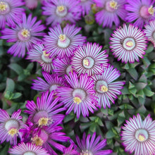 Load image into Gallery viewer, Ruschia lineolata (3 Plants)
