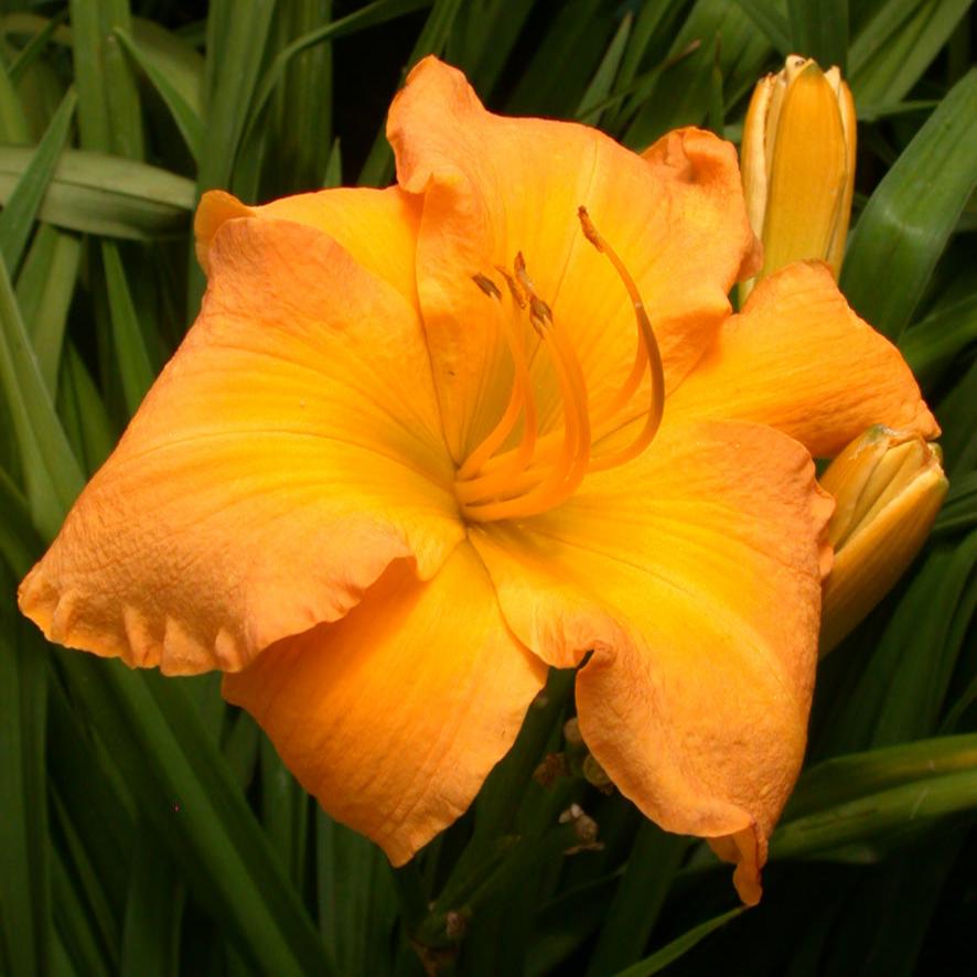 Daylily - Wildfire Tango