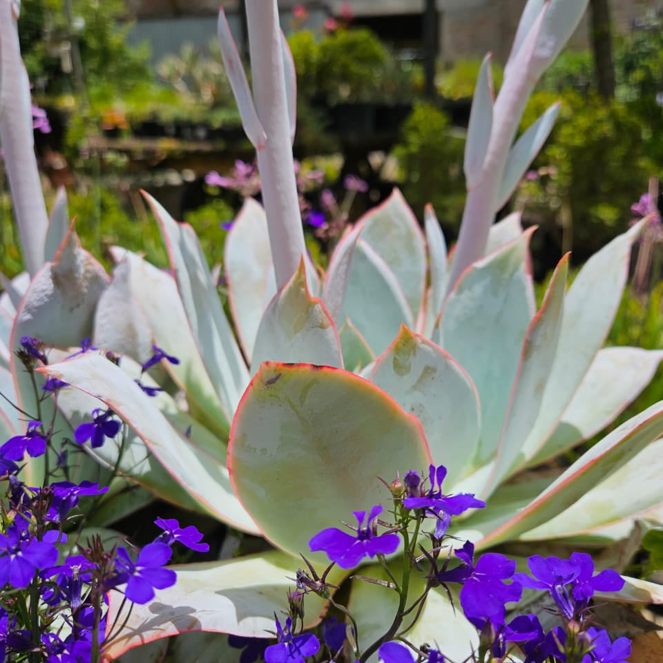 echeveria cante succulent Echeveria Cante Madison (1 Plant) RARE – Plants Direct