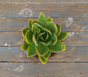 Echeveria Desert Jewel (3 Plants) (Copy)