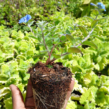 Load image into Gallery viewer, Evolvulus 'Blue My Mind' (1 PLANT)
