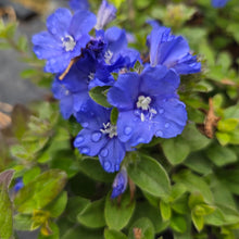 Load image into Gallery viewer, Evolvulus 'Blue My Mind' (1 PLANT)
