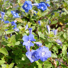 Load image into Gallery viewer, Evolvulus 'Blue My Mind' (1 PLANT)

