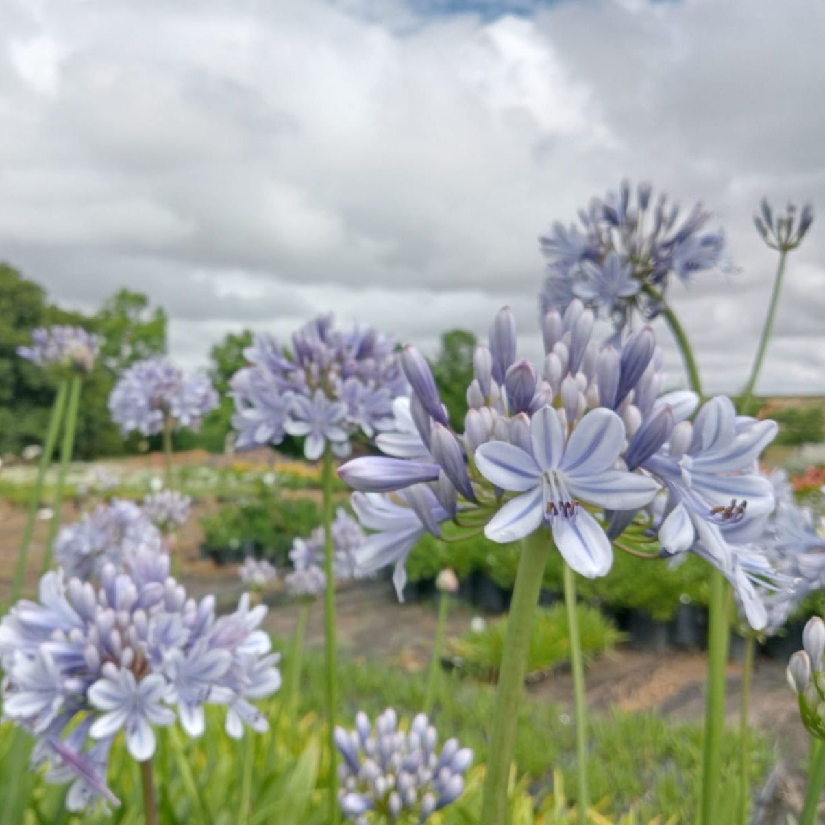 Agapanthus - Deluxe – Plants Direct